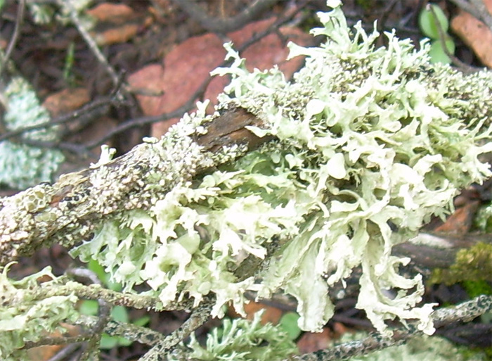 Evernia prunastri?